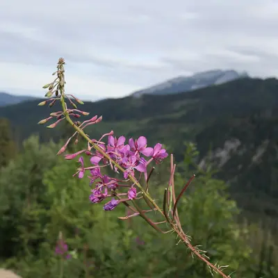 Wild Columbine native wildflower variety