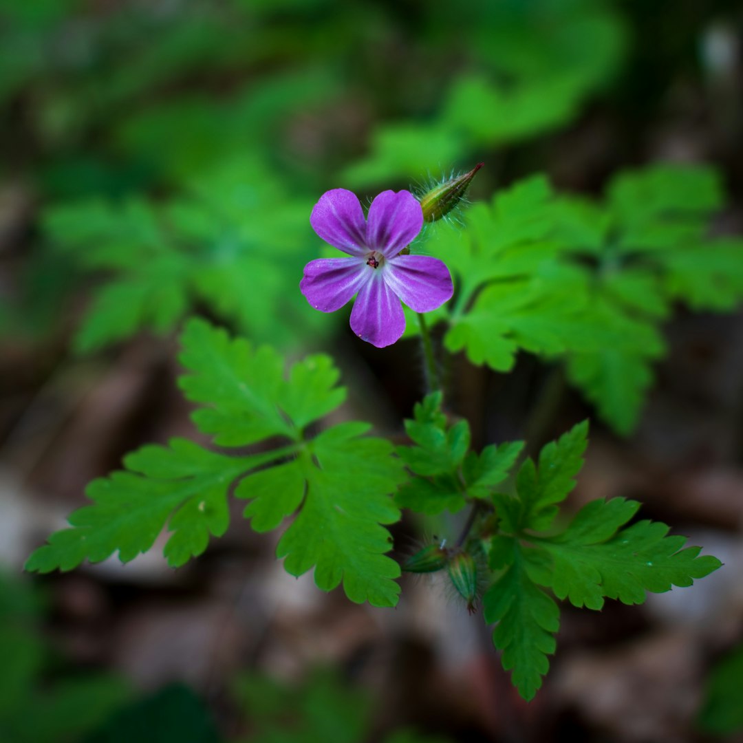 a purple flower with green leaves in the background