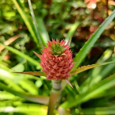 red and green pineapple fruit