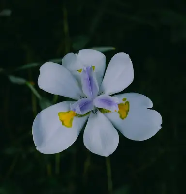 a close up of a white and yellow flower