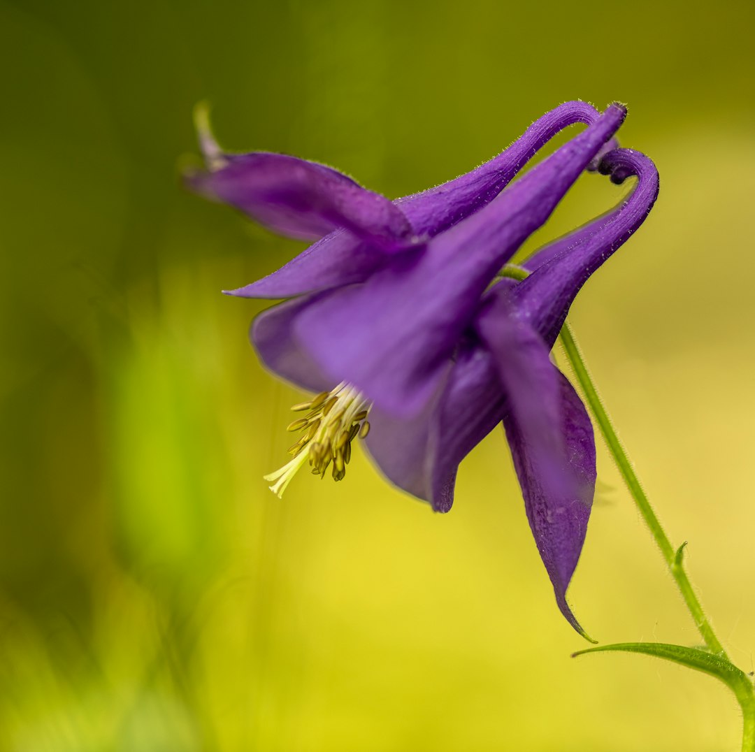 Yellow Columbine native wildflower variety