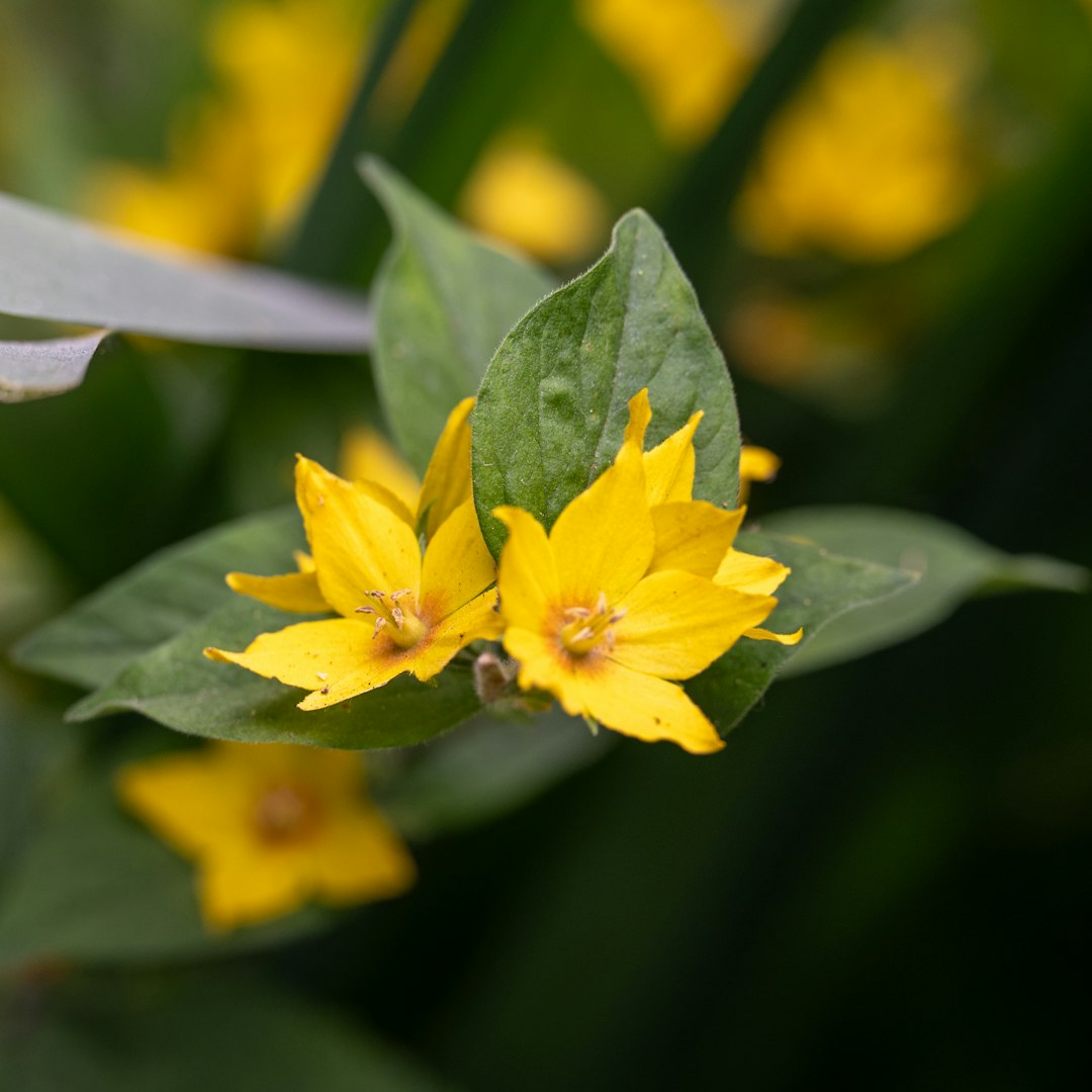 Yellow Trillium native wildflower variety