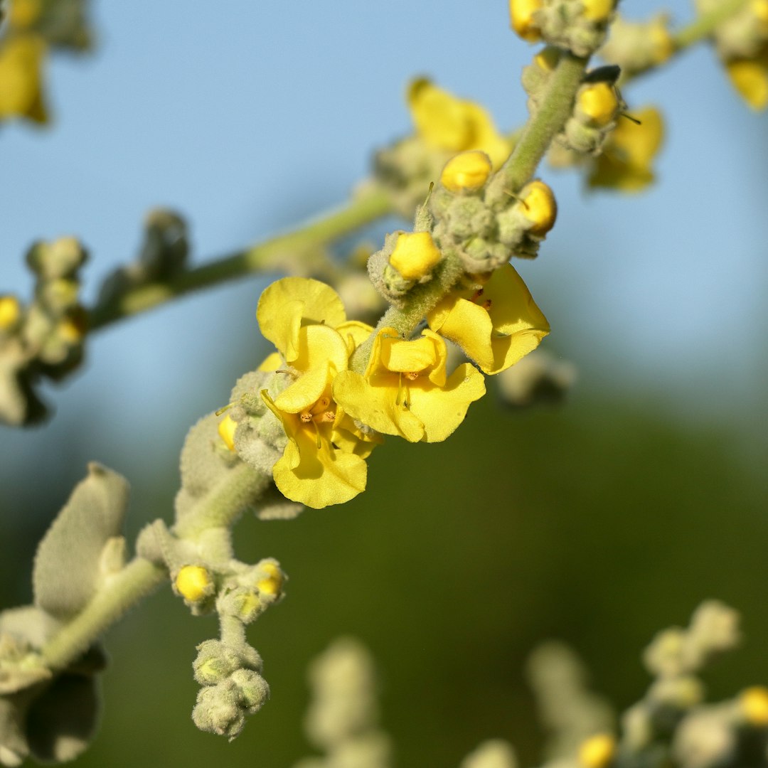 Yellow Wild Indigo plant