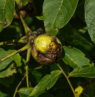 Carpathian Walnut nut tree variety