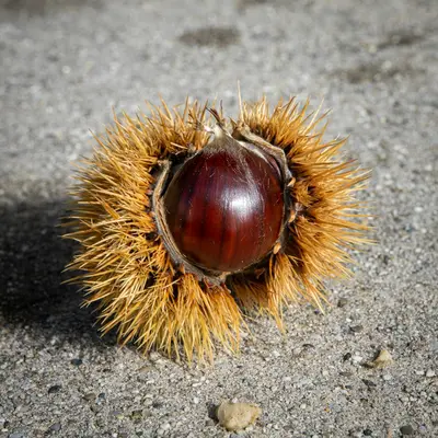 Chestnut (Bouche de Betizac) nut tree variety