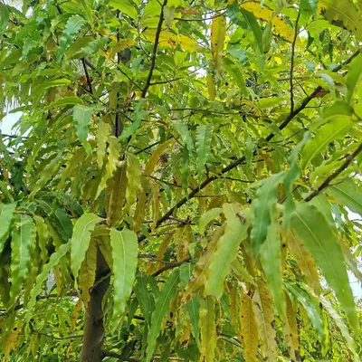 Chestnut (Chinese) nut tree variety