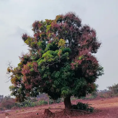 A large tree sitting in the middle of a field
