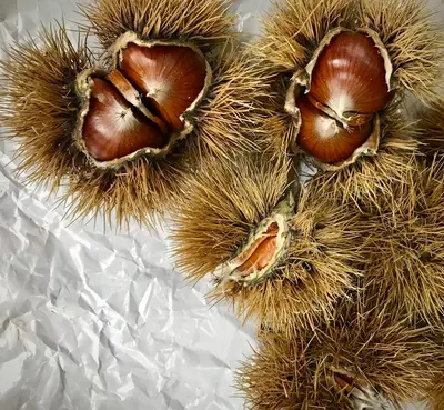 Chestnut (Dunstan) nut tree variety