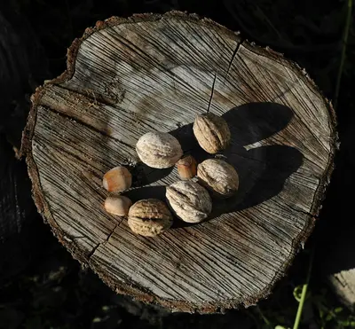 English Walnut nut tree variety