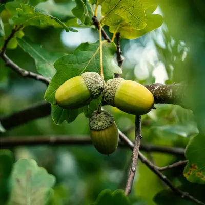 English Walnut plant