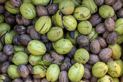 Fresh nut trees varieties for your garden