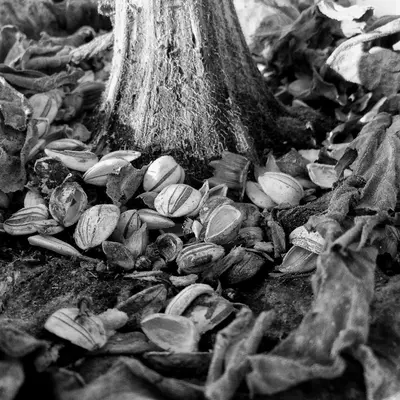 Franquette Walnut nut tree variety