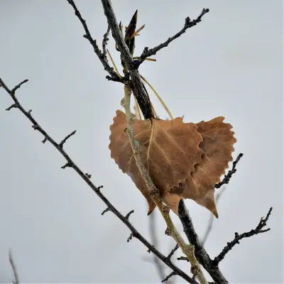 Hazel (American) nut tree variety