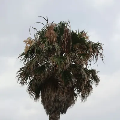 a tall palm tree with lots of leaves