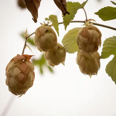 Hazelnut (Ennis) nut tree variety