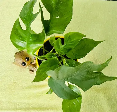 Hazelnut (Ennis) plant