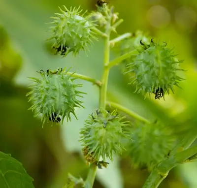 Hazelnut (Jefferson) nut tree variety