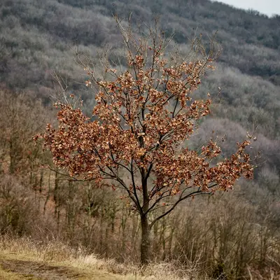 Hazelnut (Theta) nut tree variety