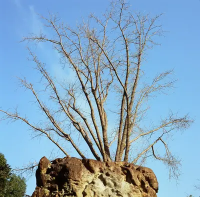Hickory (Lakota) nut tree variety