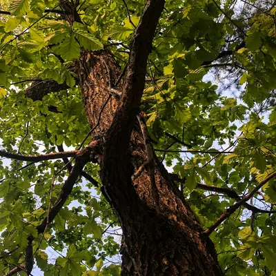 Hickory (Shellbark) nut tree variety