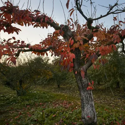 Pecan (Desirable) nut tree variety