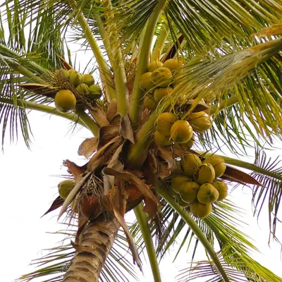 Pecan (Elliot) nut tree variety