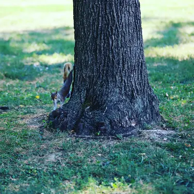 Pecan (Pawnee) nut tree variety