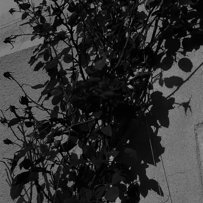 a black and white image of a tree