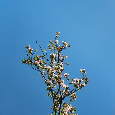 Cherry blossoms bloom against a bright blue sky.