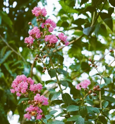Pink crepe myrtle flowers bloom on a tree.