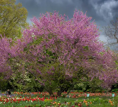 A tree blooms beautifully in a colorful garden.