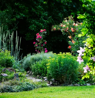 Lush garden with blooming roses and green foliage
