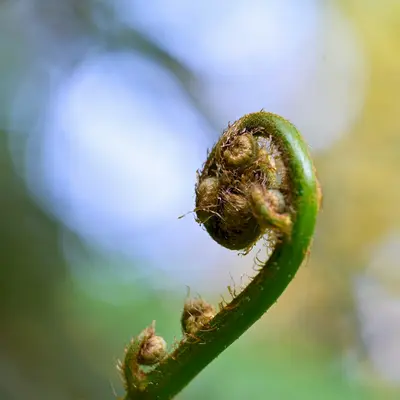 A fern frond unfurling.