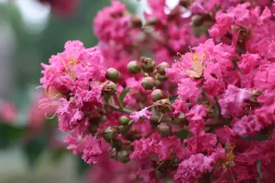 Fresh ornamental trees varieties for your garden