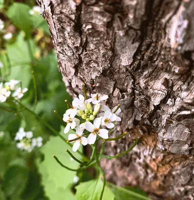 a cluster of white flowers growing out of the bark of a tree