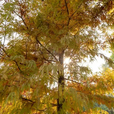 Golden autumn tree with sunlight filtering through leaves.