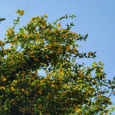 a tree with yellow flowers