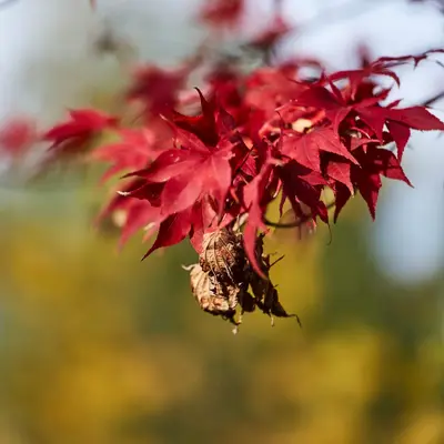 A tree with red leaves in the fall