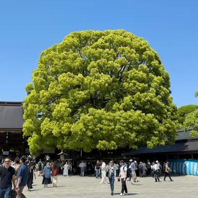 a group of people walking around a large tree