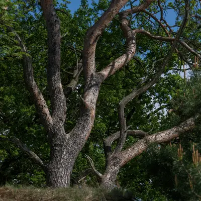 A tree's trunk and branches reach out.