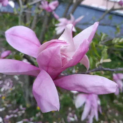 a close up of a pink flower on a tree