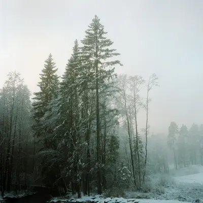 snow covered trees during daytime