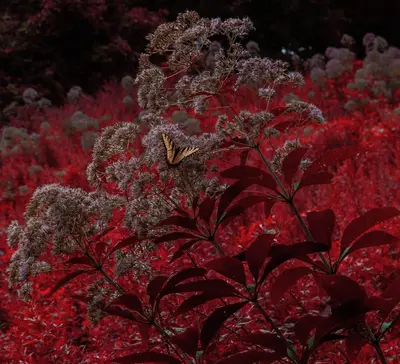 October Glory Red Maple plant