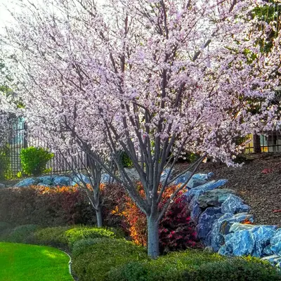 Cherry Blossoms beside handrail during daytime