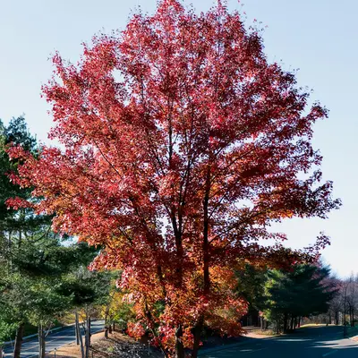 A tree with vibrant red autumn leaves