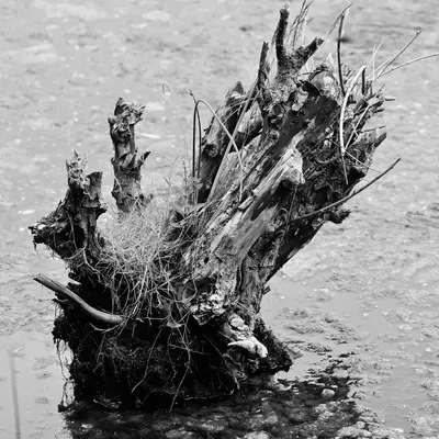 Tree stump rests in water.