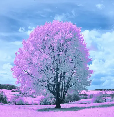 A pink tree stands beneath a cloudy blue sky.