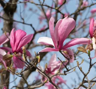 Pink magnolia flowers blooming on a tree branch.