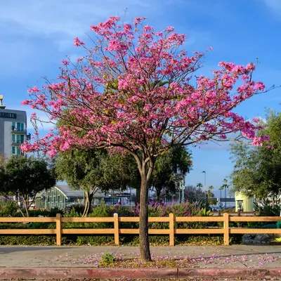 A flowering pink tree with a wooden fence