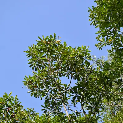 Green tree branches against a blue sky.